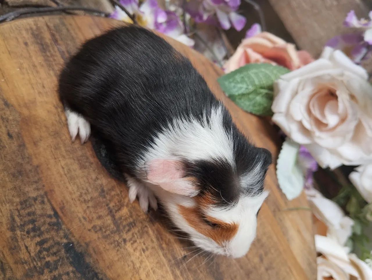 Filhotes de porquinhos Coronet  - Foto 6