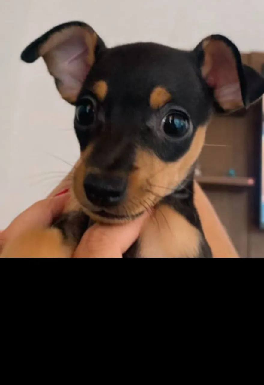 Filhote de Pinscher N°1