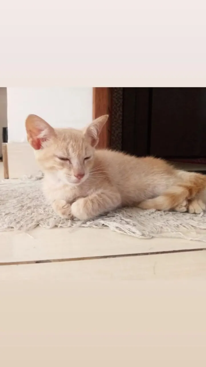 Lindo gatinho amarelo ? machinho