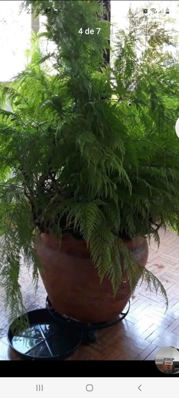 Renda Portuguesa plantada em vaso há 45 anos ? - Foto 3