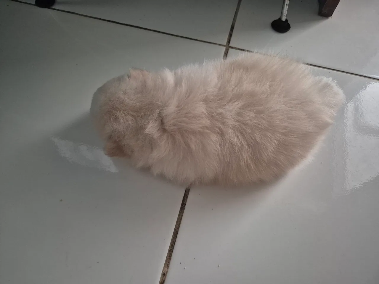 Filhote de Spitz Alemão