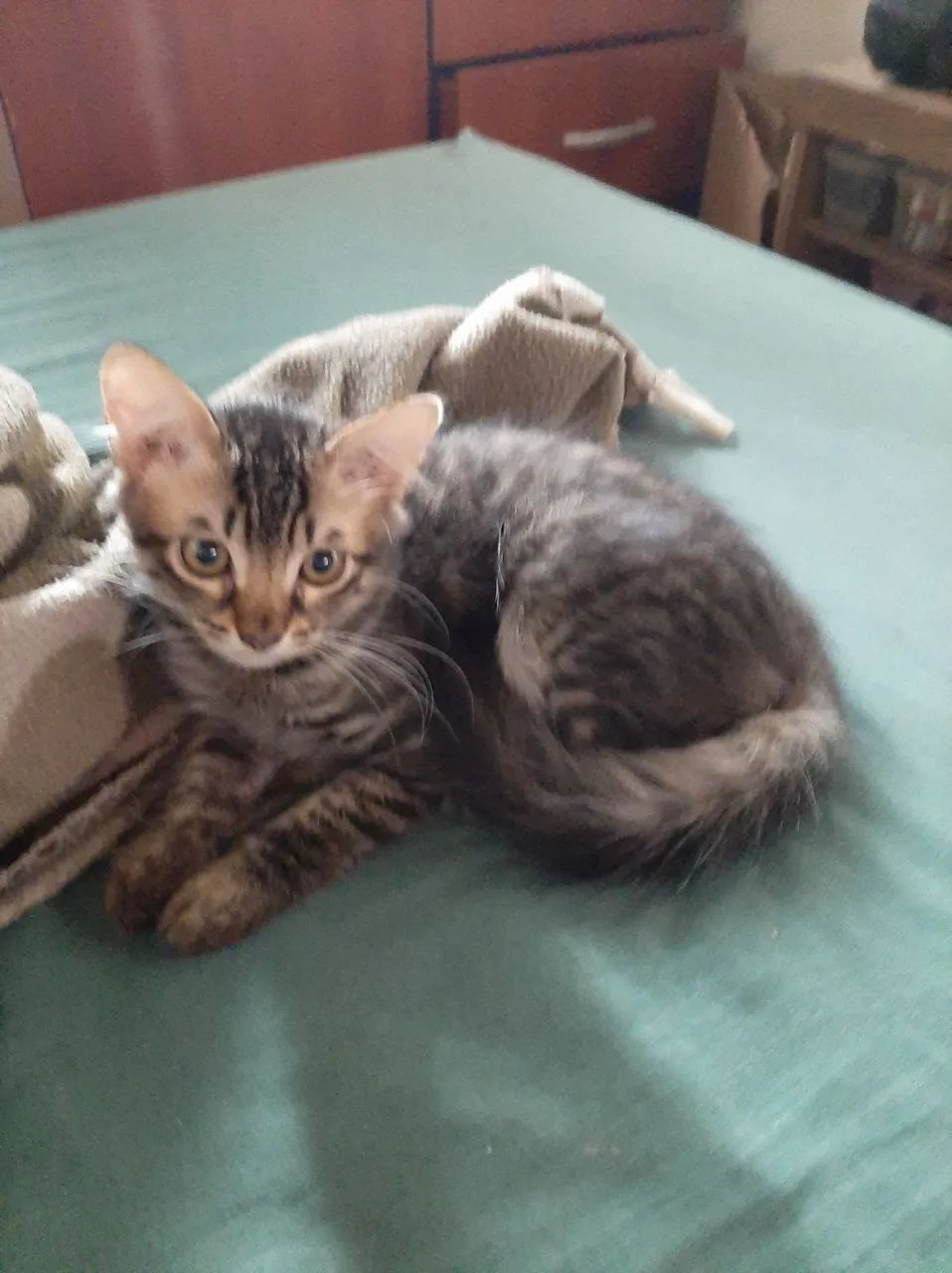 Gatinho Rajado disponível para adoção