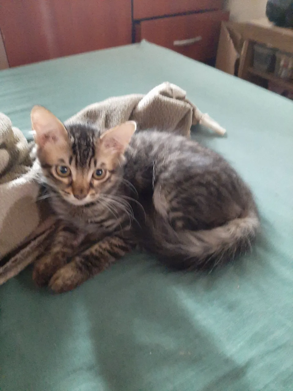 Gatinho Rajado disponível para adoção