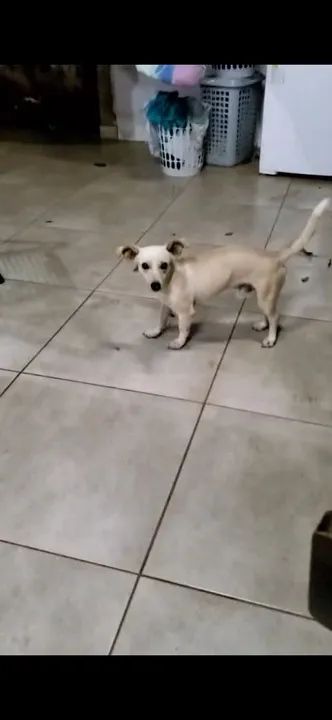 PROCURO CACHORRO RESGATADO PRÓXIMO ACONCHEGO - Foto 2