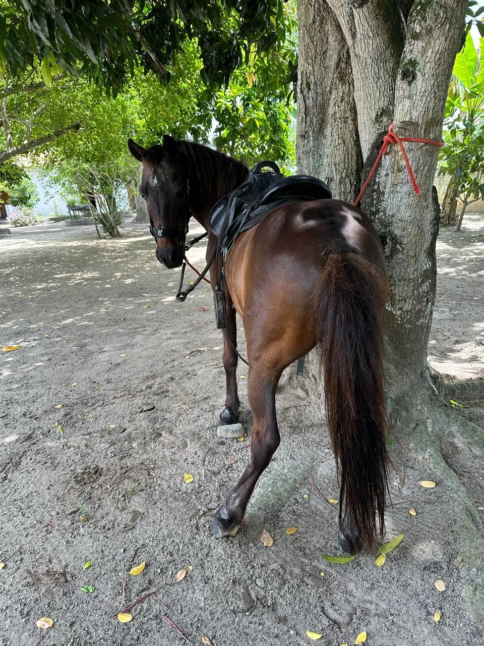 Ponei com sela e tudo  - Foto 3