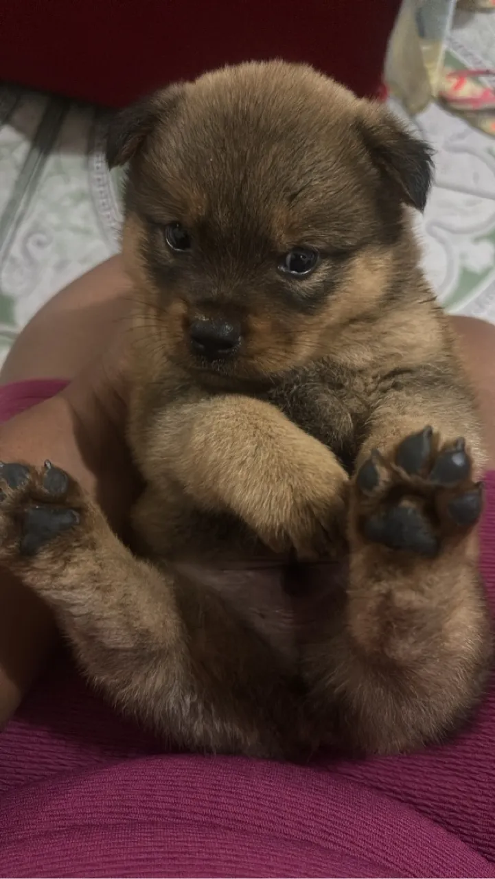 Filhote de chow chow