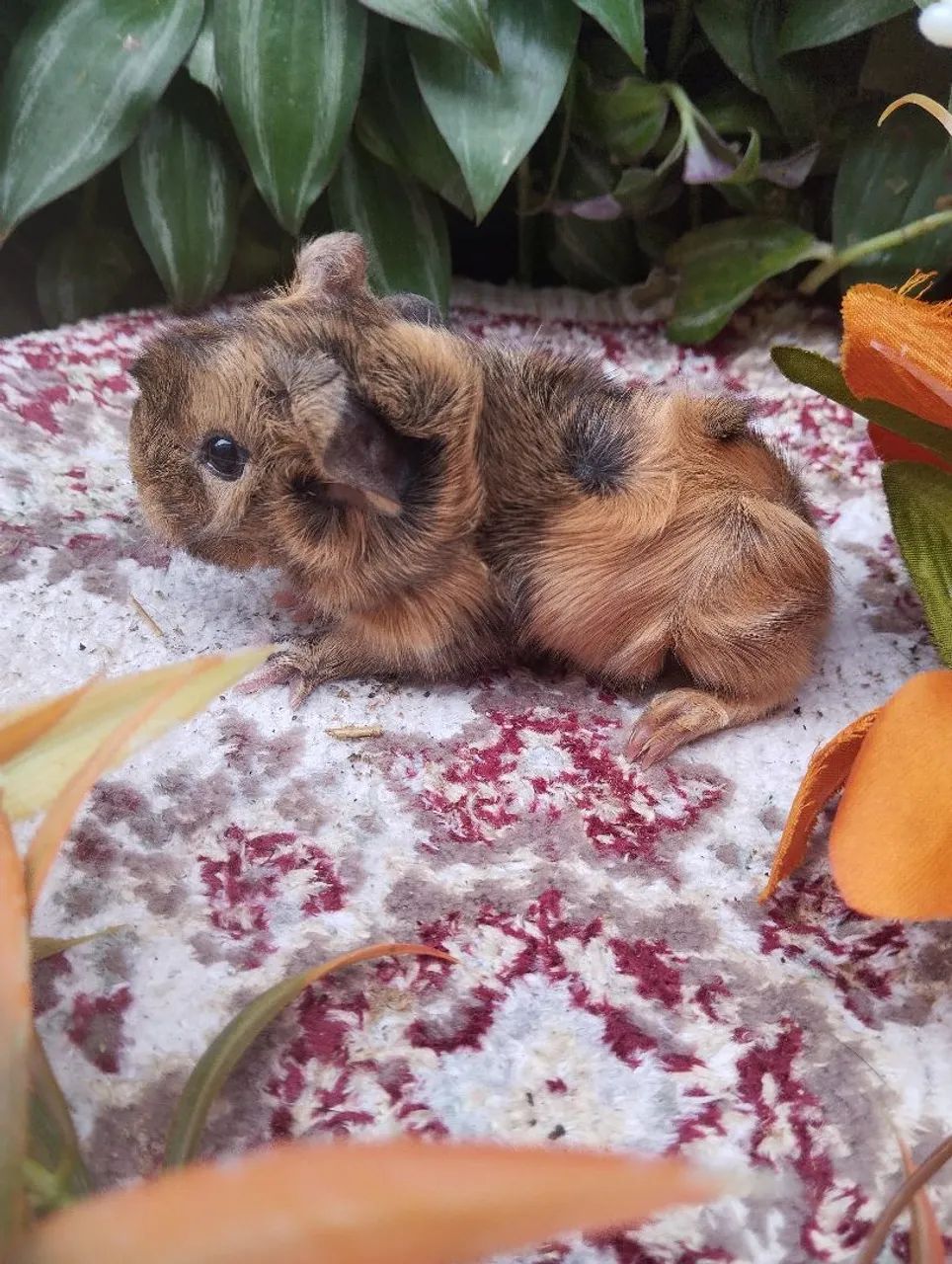 Filhote de Porquinho-da-Índia angorá  - Foto 4