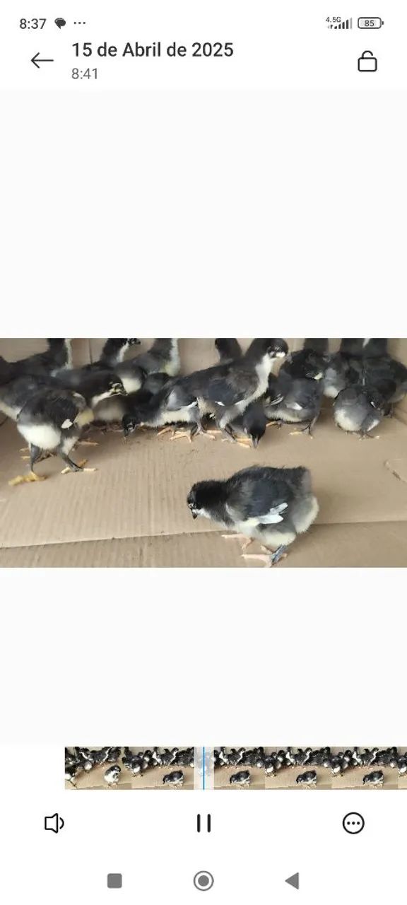 pintos gigantes negro de Jersey 