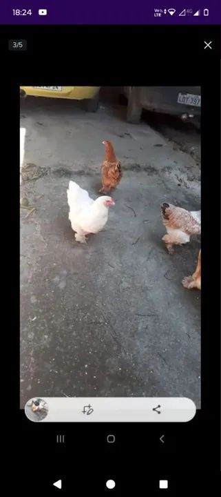 Ovos galados, frango e franga brhama  - Foto 6