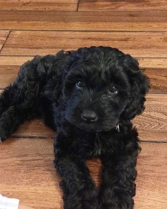 Poodle Filhotes Adoráveis na Cor Preto - Foto 3