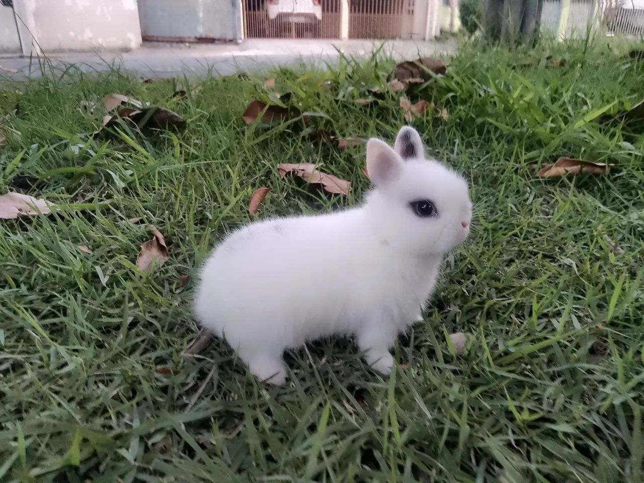 Vende-se coelho anão importado  - Foto 3