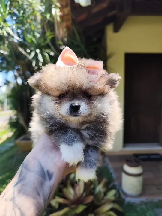 Lulu da Pomerânia filhotes fêmea e macho  - Foto 3