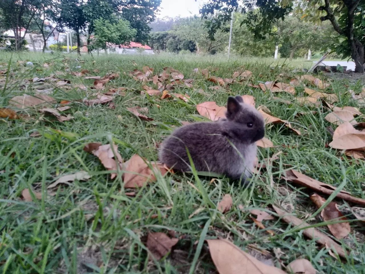 Vende-se coelho anão importado  - Foto 4