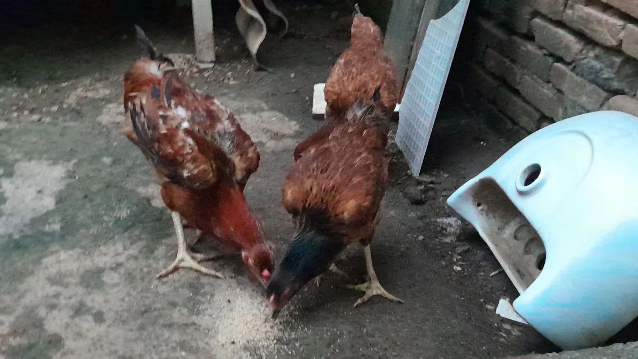 Terno Franguinhs  - Foto 2