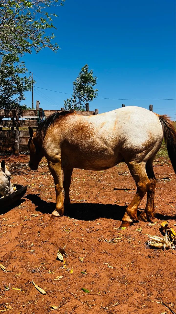 Cavalo Petiço manso  - Foto 5