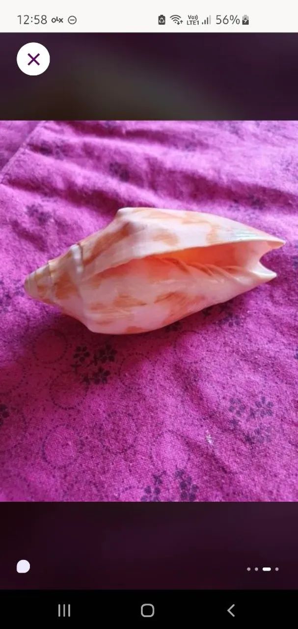Kit conchas - Foto 3
