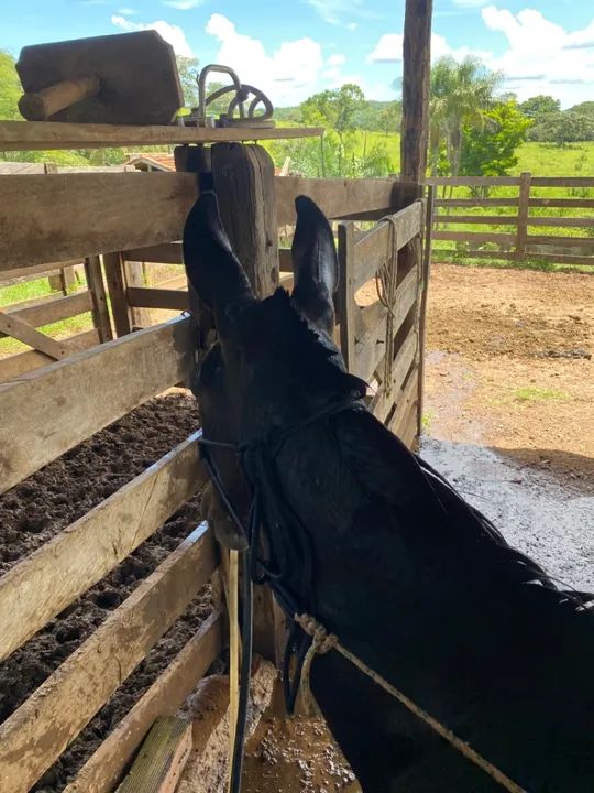 Burro 7 meses  - Foto 2