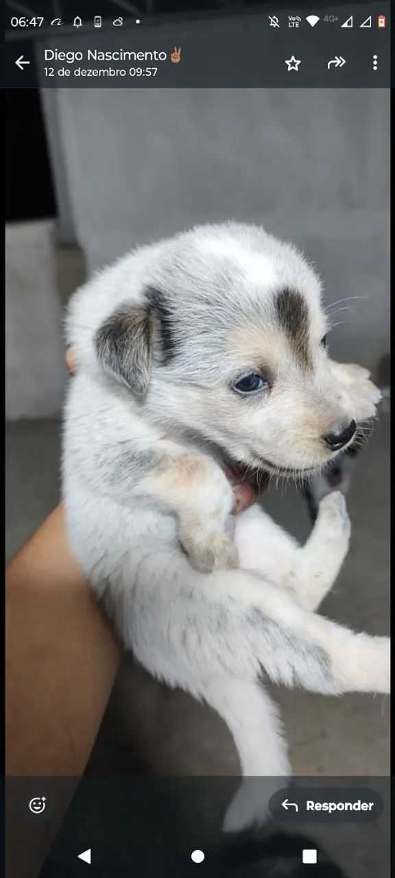 Doa-se filhotes blueheller.  - Foto 2