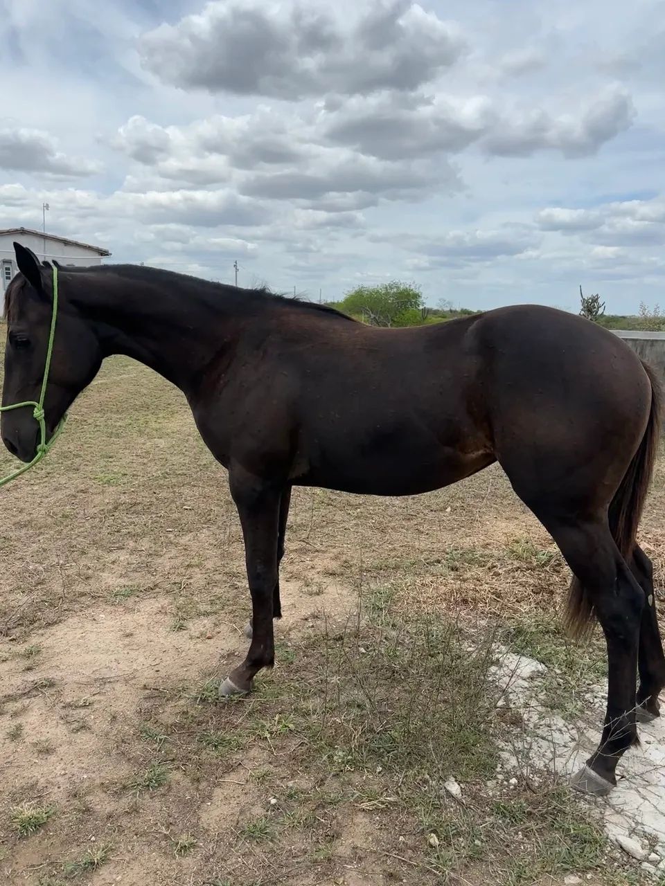 Oportunidade!! Potra QUARTO DE MILHA PRETA registrada  - Foto 5