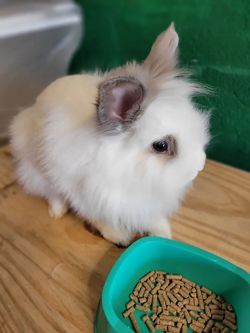 Coelhinha mini lion - Foto 5