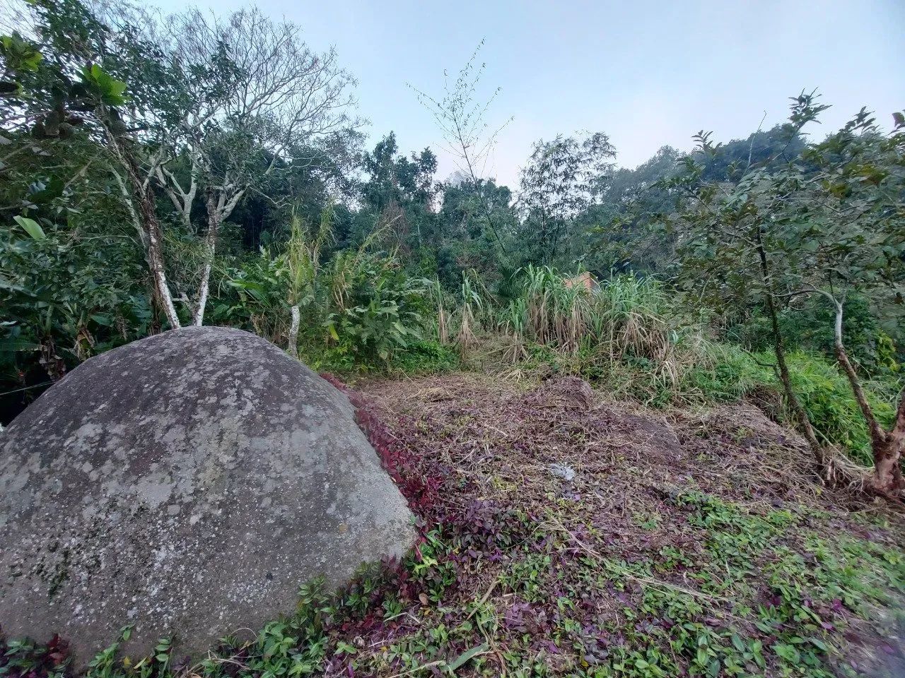 Terreno em Sambaqui - Foto 4