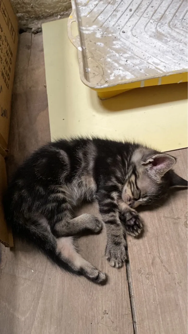 Gatinho filhote para adoção