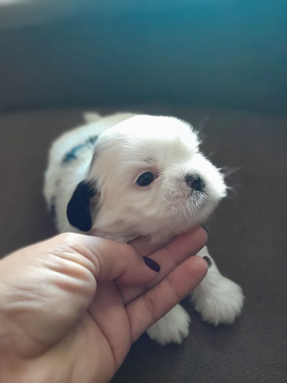 Filhote de Shih Tzu