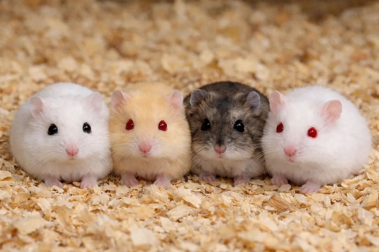 10 HAMSTER ANÃO RUSSO (REVENDA)