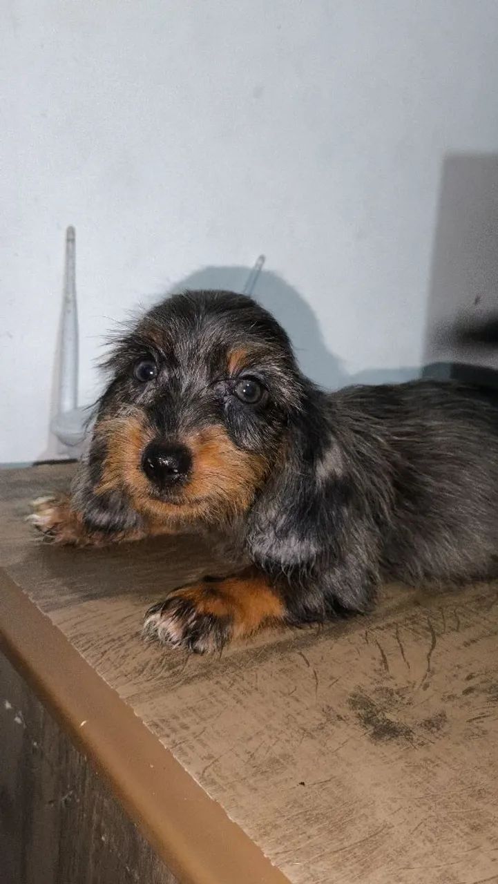 Filhote de Teckel dachshund Basset peludo anao - Foto 5