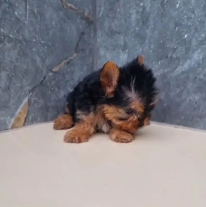 Filhotes de yorkshire  - Foto 5