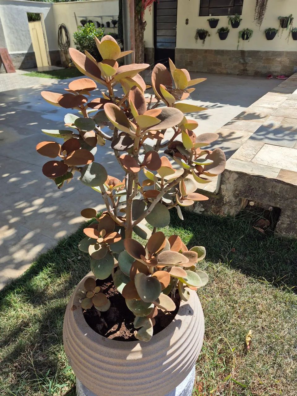 Vaso de planta Colher de Cobre