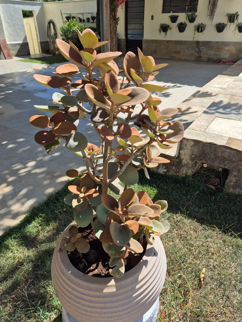 Vaso de planta Colher de Cobre