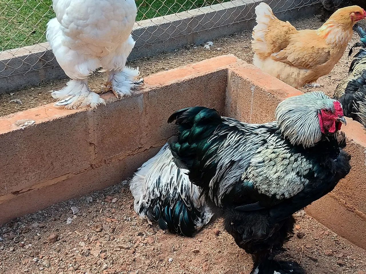 Galos e galinha Brahma