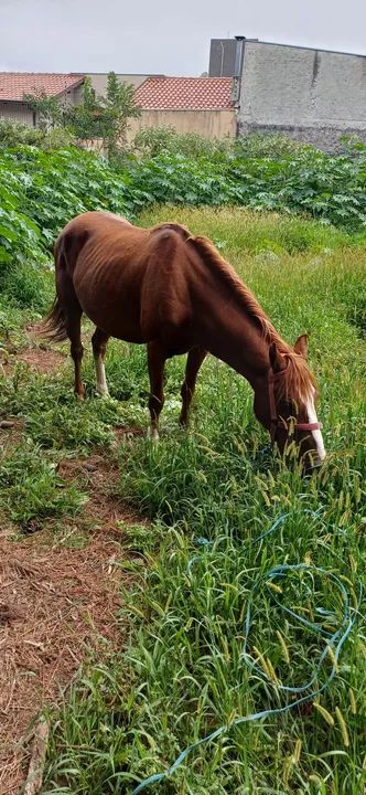 Cavalo para crianças e adultos  - Foto 5