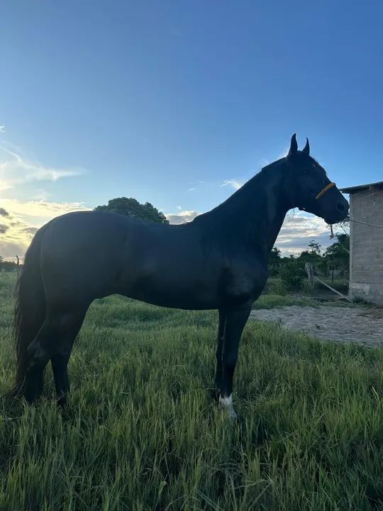 Cavalo Registrado Mangalarga Marchador Preto  - Foto 2