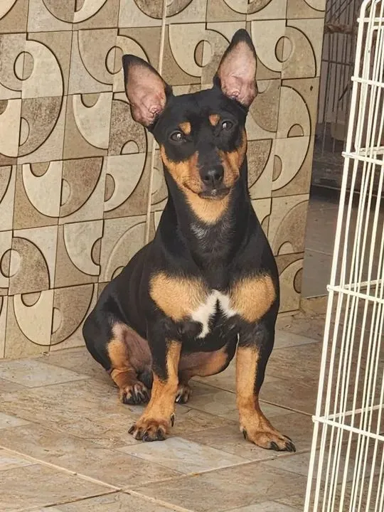 Pinscher adoção