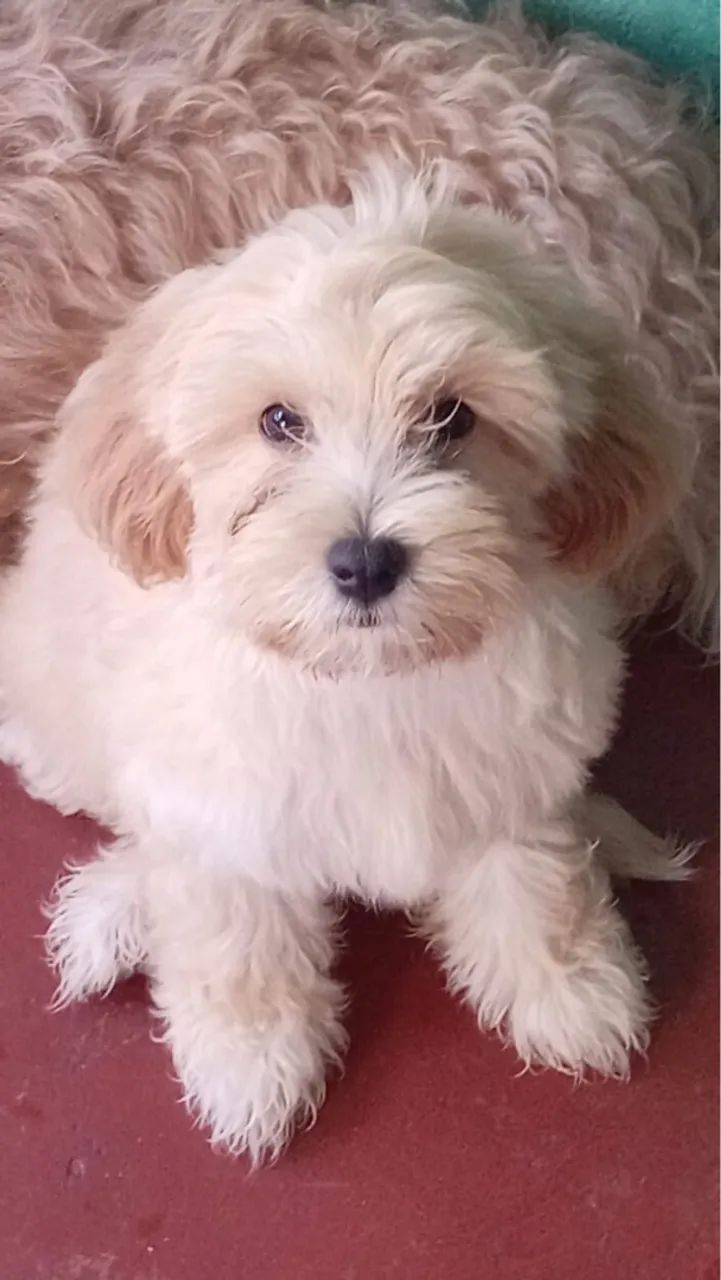 Filhote poodle,3 meses de vida 