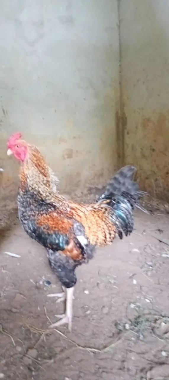 Vendo um lindo galo reprodutor grande e quatro frangos Brama 400 reais