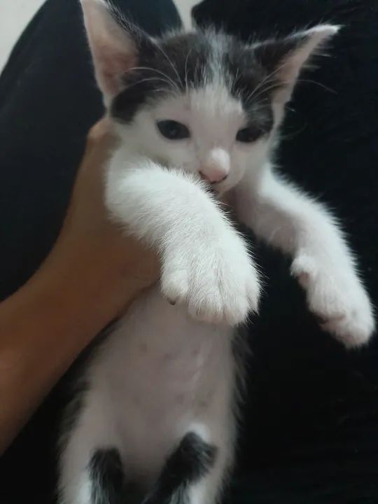 adoção de gato - Foto 4