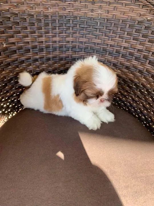 Shih tzu mini 