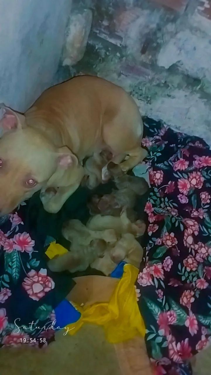 Mãe de filhotes de Pitbull - Foto 3