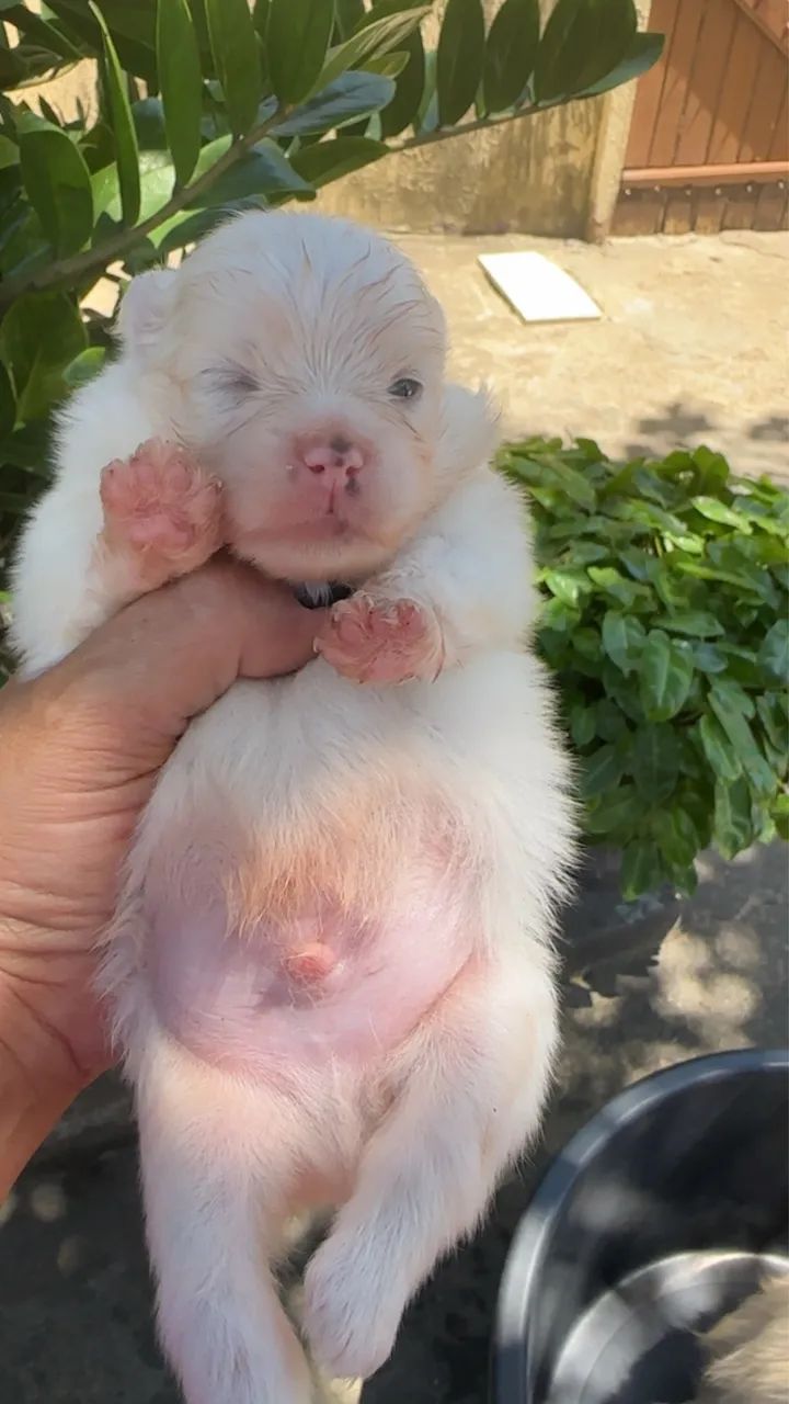 Vendo filhote de spitz alemão  - Foto 2