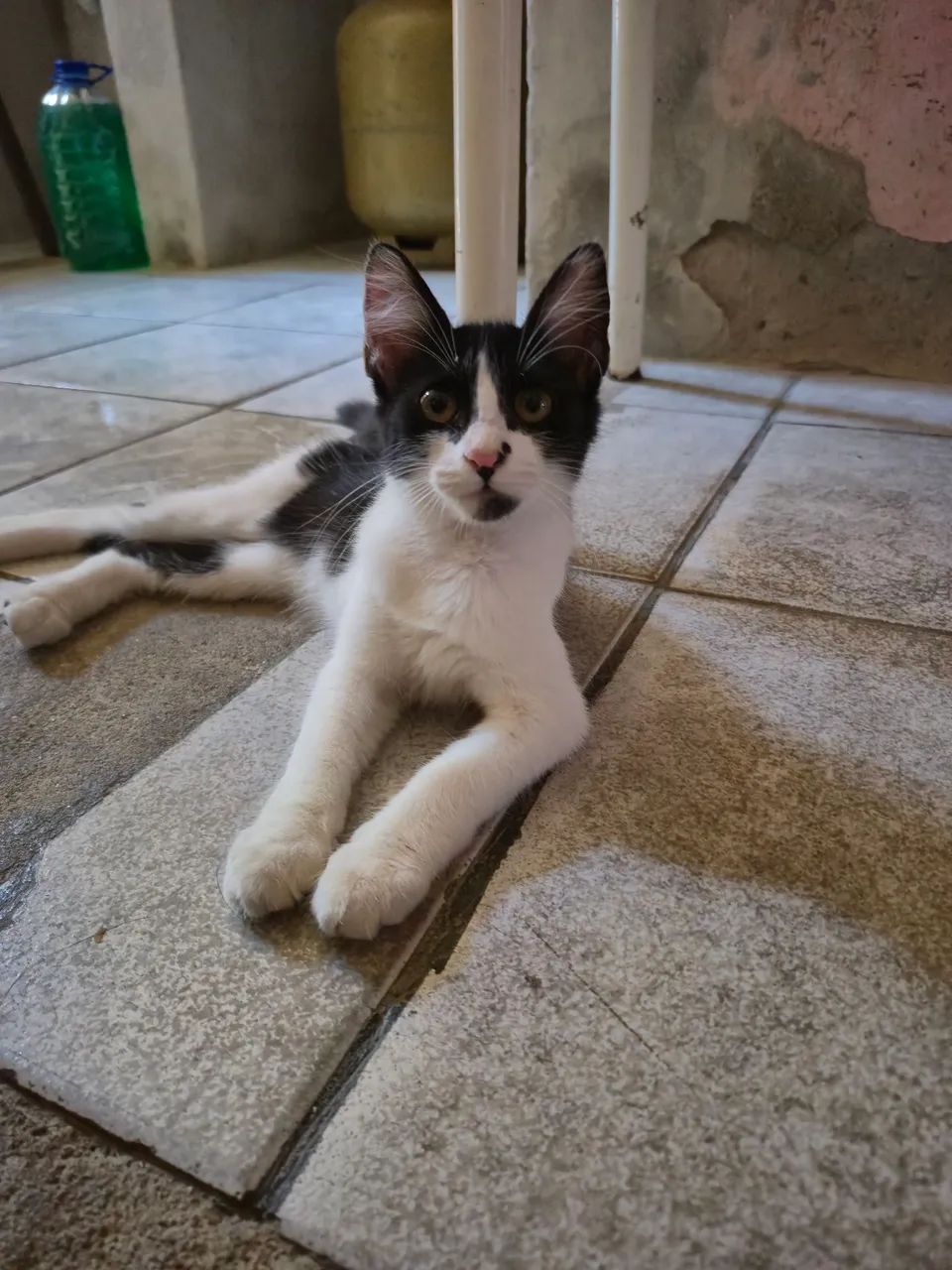 Adoção da Pitty - Foto 2