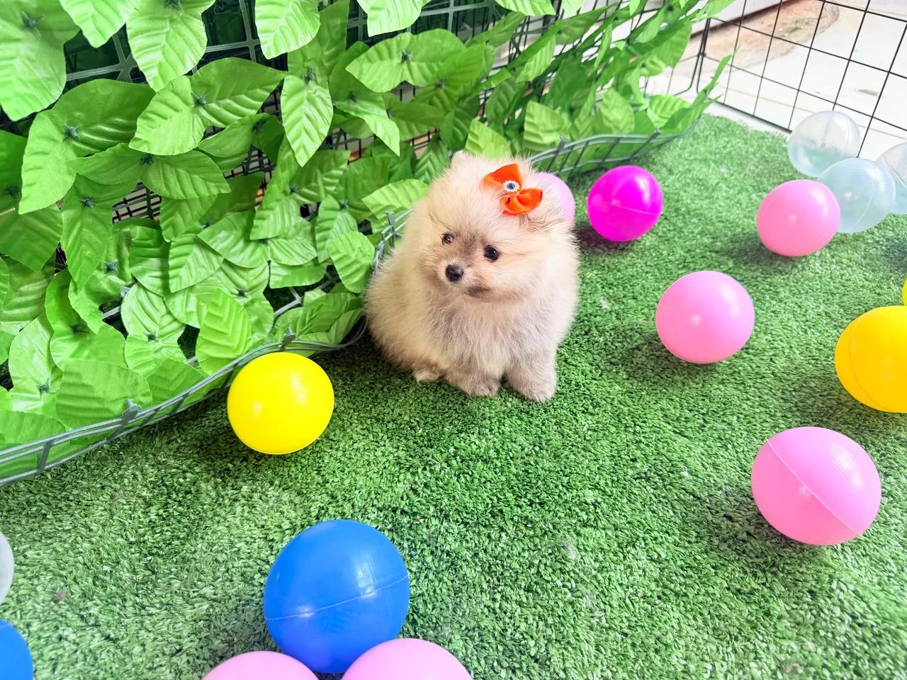 Spitz Alemão fêmea 3.800