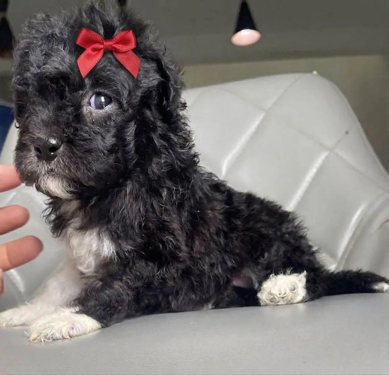 Poodle toyzinho  - Foto 4