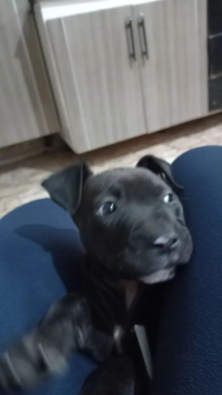 Doação Pitibull - Foto 3