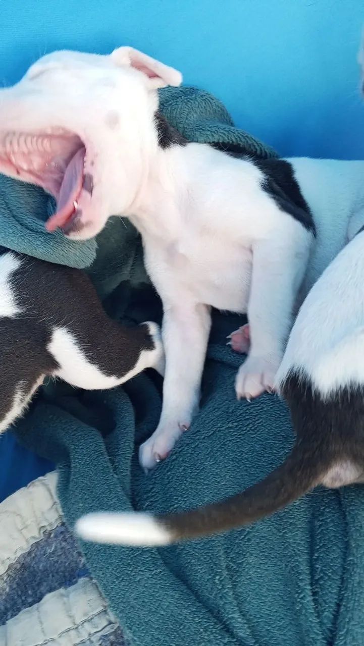 Cachorro  - Foto 4