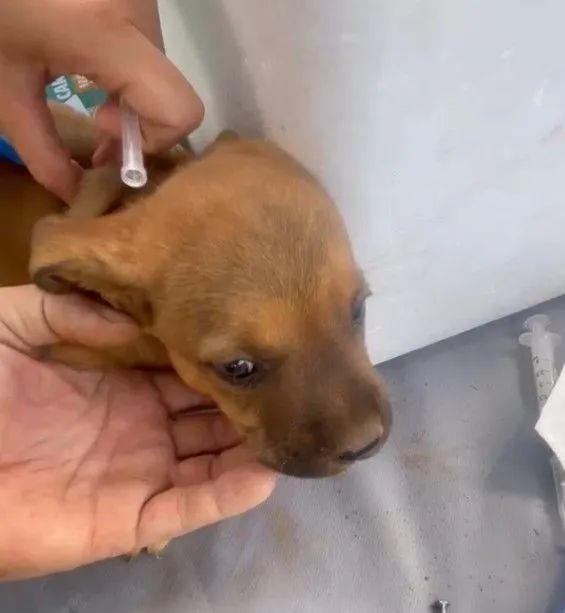 Doação de cachorrinhos - Foto 5