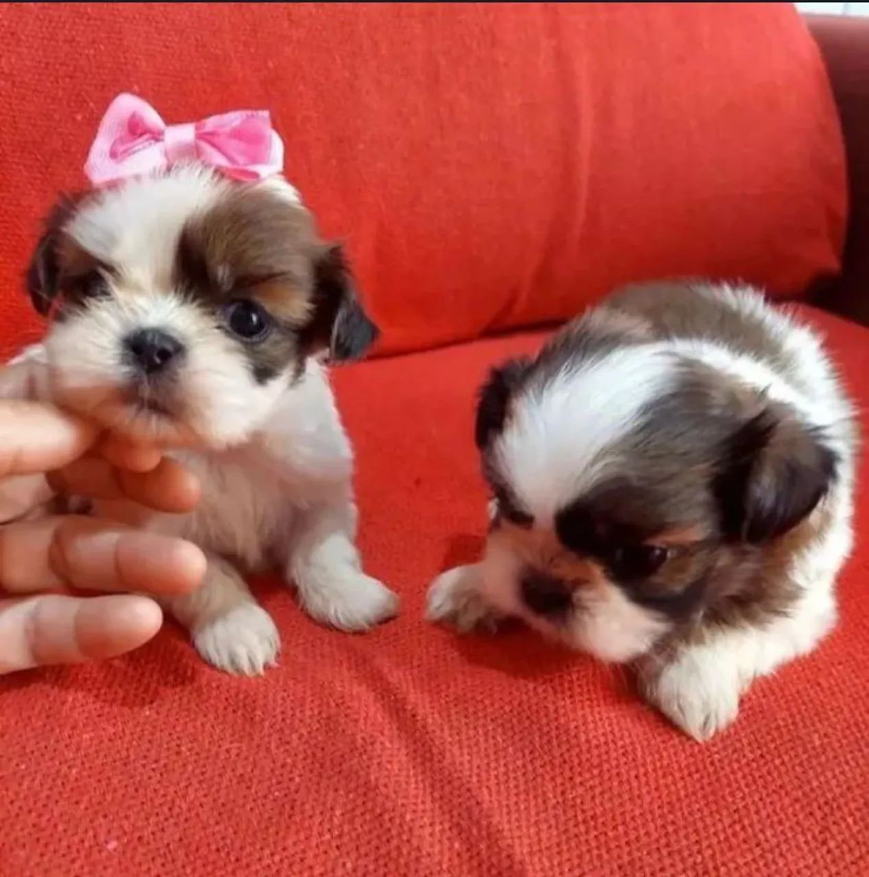 Mini shihtzu disponível  - Foto 2