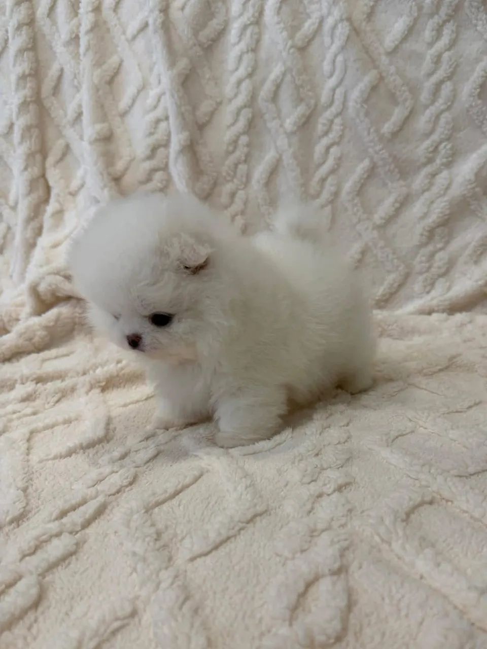 Vendo lindos filhotes de Lulu da Pomerania  - Foto 4